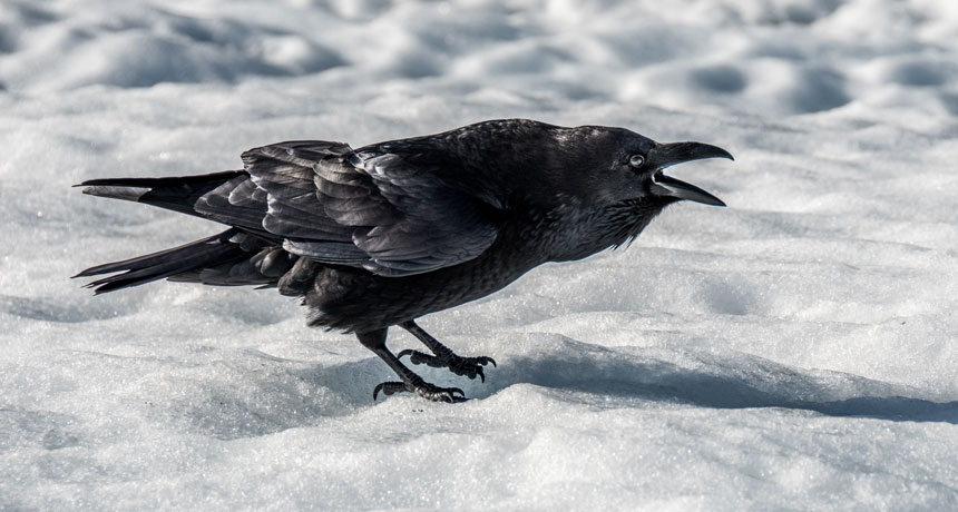 Stark Raven Mad - Keith Shields